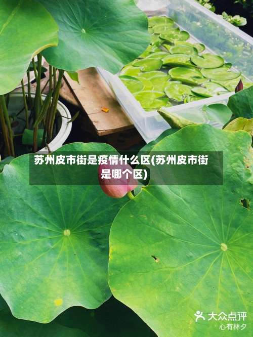 苏州皮市街是疫情什么区(苏州皮市街是哪个区)