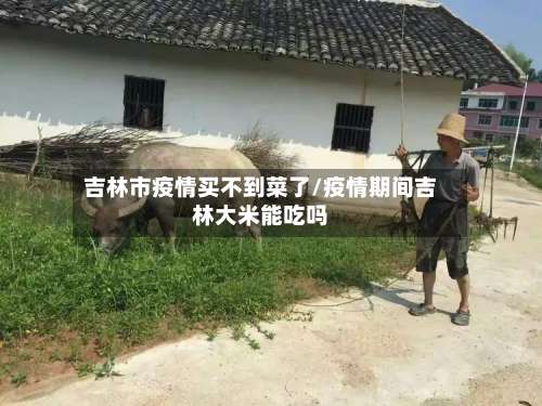 吉林市疫情买不到菜了/疫情期间吉林大米能吃吗-第3张图片