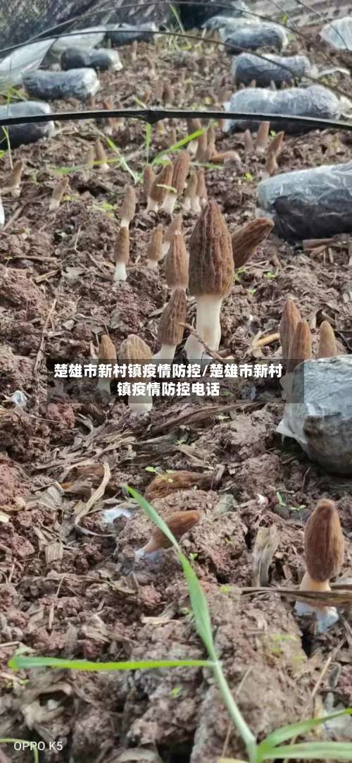 楚雄市新村镇疫情防控/楚雄市新村镇疫情防控电话-第2张图片