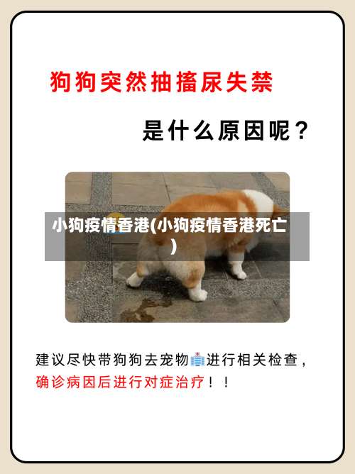 小狗疫情香港(小狗疫情香港死亡)