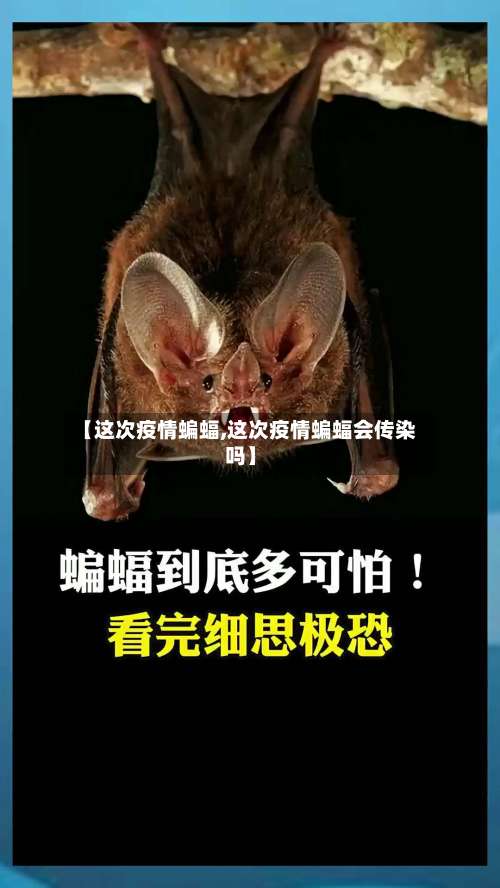 【这次疫情蝙蝠,这次疫情蝙蝠会传染吗】-第2张图片