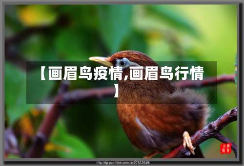 【画眉鸟疫情,画眉鸟行情】-第2张图片