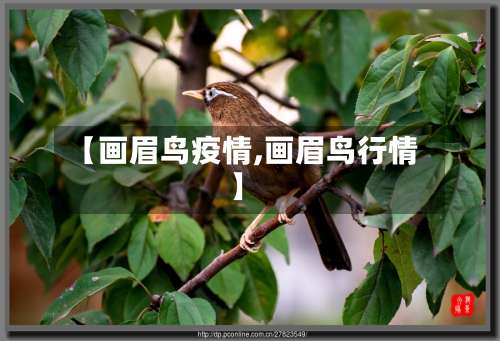【画眉鸟疫情,画眉鸟行情】