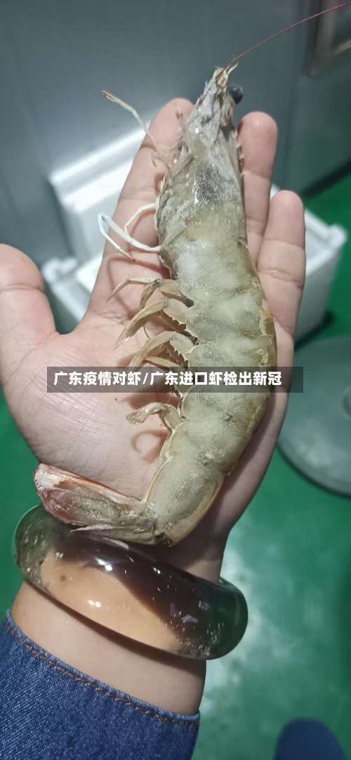 广东疫情对虾/广东进口虾检出新冠