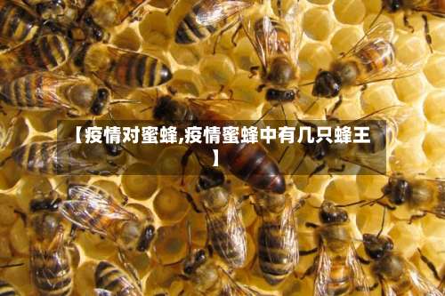 【疫情对蜜蜂,疫情蜜蜂中有几只蜂王】