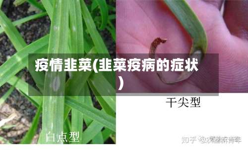 疫情韭菜(韭菜疫病的症状)
