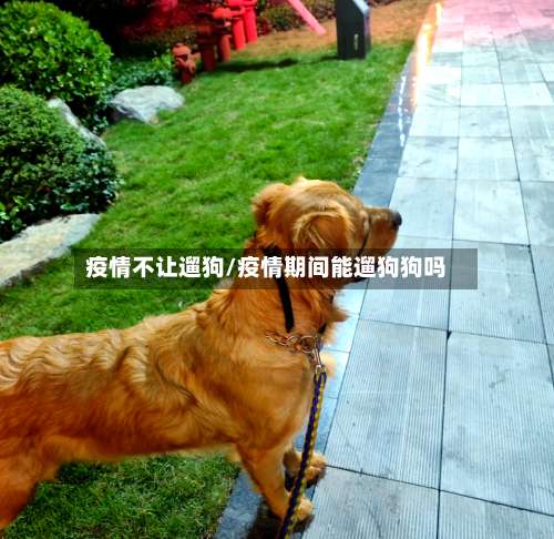 疫情不让遛狗/疫情期间能遛狗狗吗-第3张图片