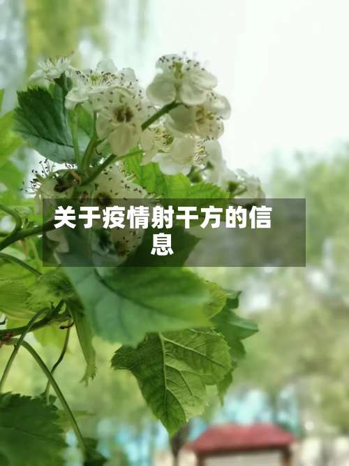 关于疫情射干方的信息-第3张图片