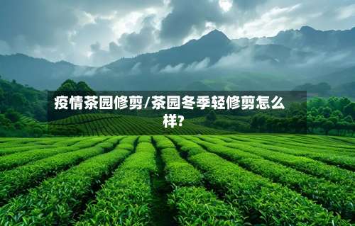 疫情茶园修剪/茶园冬季轻修剪怎么样?