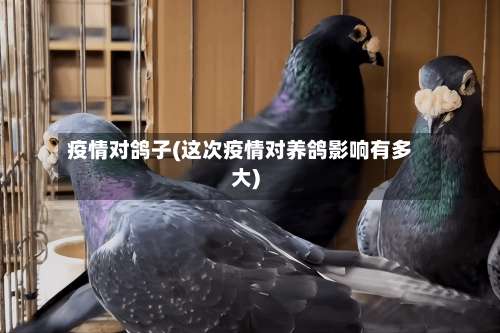 疫情对鸽子(这次疫情对养鸽影响有多大)