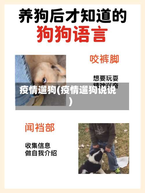 疫情遛狗(疫情遛狗说说)-第2张图片