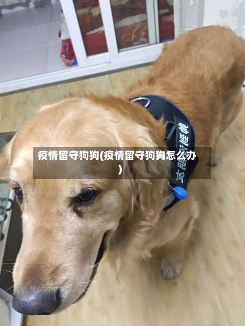 疫情留守狗狗(疫情留守狗狗怎么办)