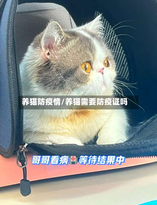 养猫防疫情/养猫需要防疫证吗-第2张图片