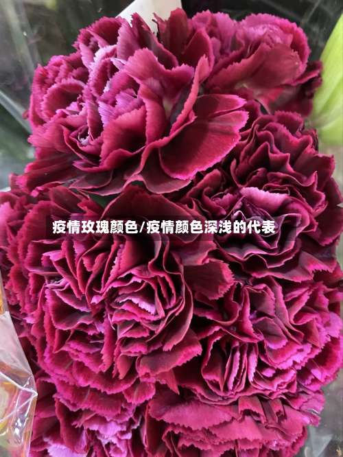 疫情玫瑰颜色/疫情颜色深浅的代表
