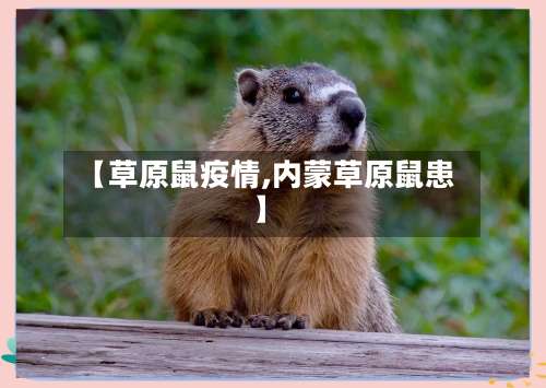 【草原鼠疫情,内蒙草原鼠患】-第3张图片