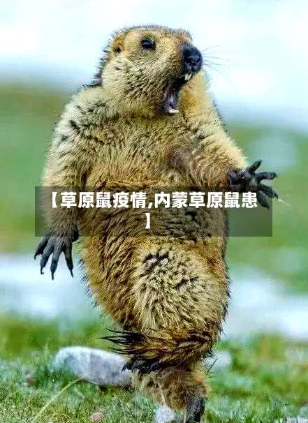 【草原鼠疫情,内蒙草原鼠患】-第2张图片