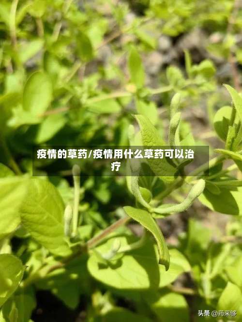 疫情的草药/疫情用什么草药可以治疗-第2张图片