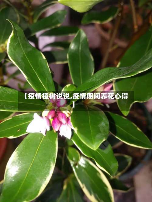 【疫情植树说说,疫情期间养花心得】